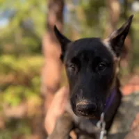 *NewInfo*Purple-Anubis Shep, a female German Shepherd Dog and Siberian Husky for sale in Portland, OR – Photo 1 of 4
