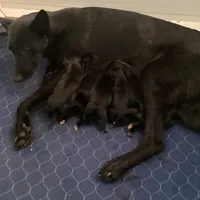*NewInfo*Purple-Anubis Shep, a female German Shepherd Dog and Siberian Husky for sale in Portland, OR – Photo 4 of 4