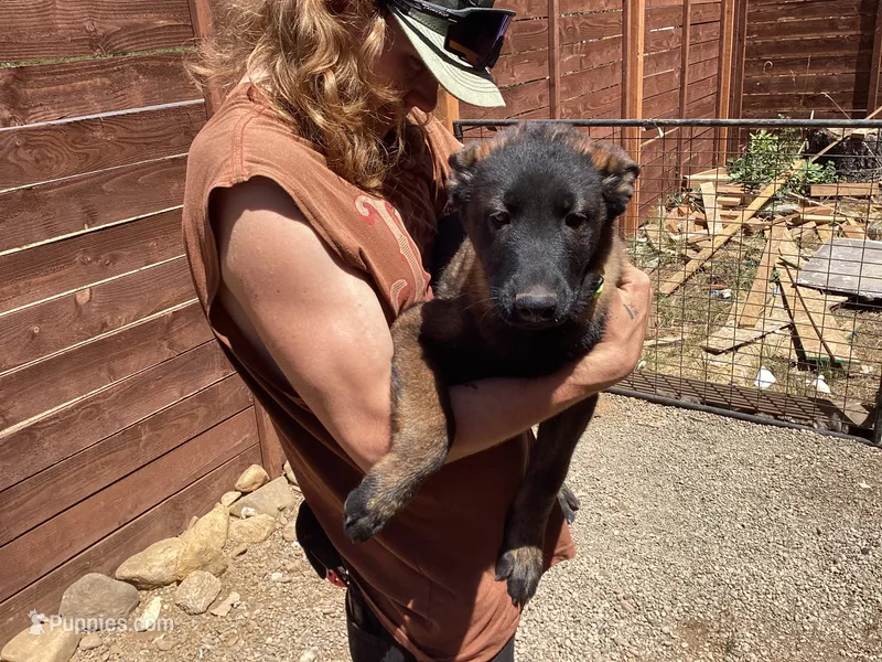 G Litter - Anubis Shepherd  – Belgian Malinois, Siberian Husky puppy for sale in Portland, OR