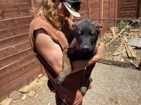 G Litter - Anubis Shepherd , a male Belgian Malinois and Siberian Husky for sale in Portland, OR – 1 of 4