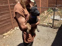 🧙‍♂️Griffin 😍 - Anubis Shepherd , a male Belgian Malinois and German Shepherd Dog for sale in Portland, OR – 3 of 4