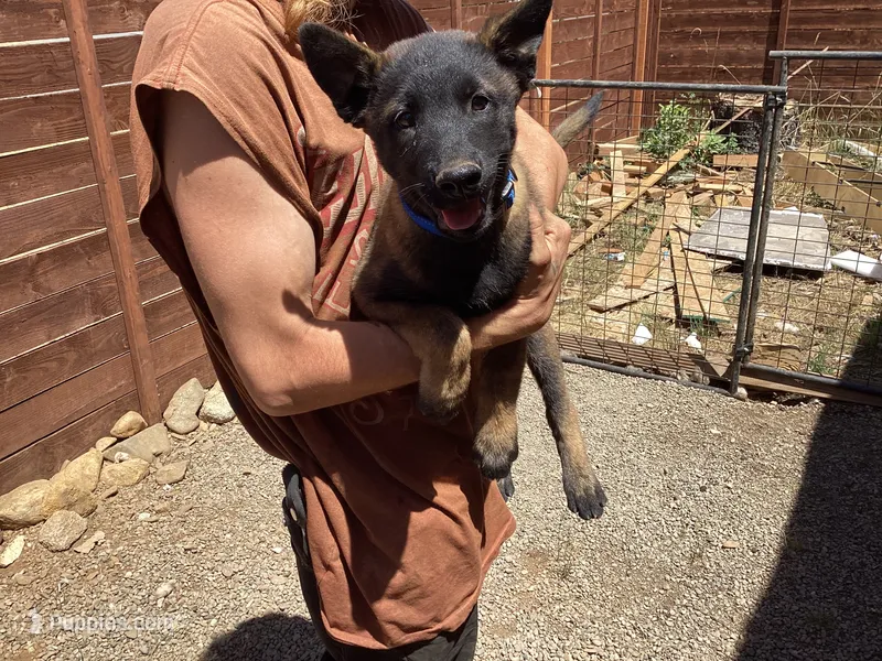 🧙‍♂️Griffin 😍 - Anubis Shepherd  – Belgian Malinois, German Shepherd Dog puppy for sale in Portland, OR