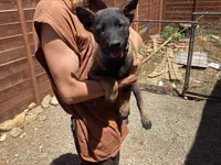 🧙‍♂️Griffin 😍 - Anubis Shepherd , a male Belgian Malinois and German Shepherd Dog for sale in Portland, OR – 1 of 4