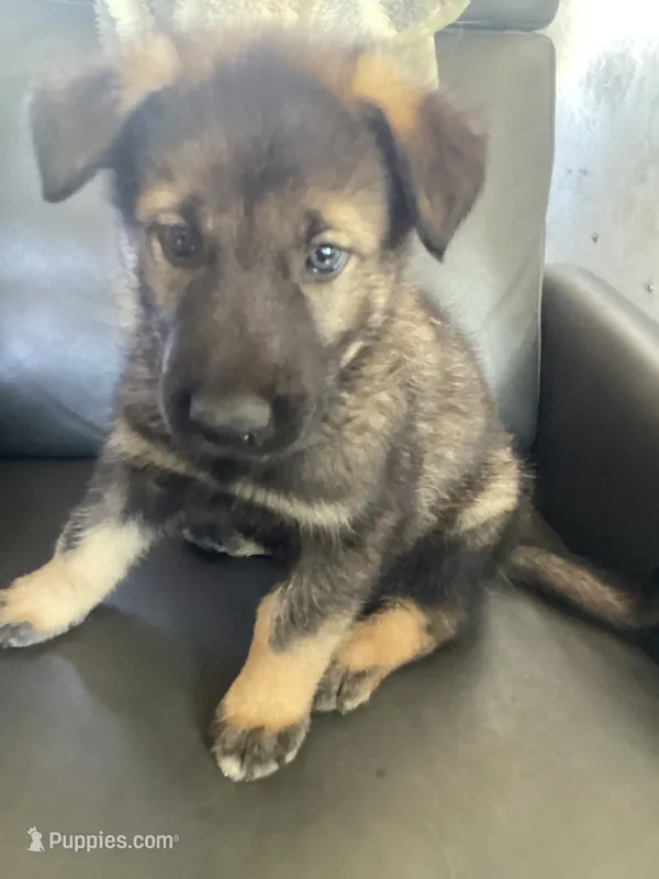 Shepa — Anubis Shep