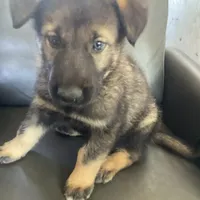 Shepa — Anubis Shep, a male Belgian Malinois and Siberian Husky for sale in Portland, OR – Photo 1 of 6