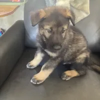 Shepa — Anubis Shep, a male Belgian Malinois and Siberian Husky for sale in Portland, OR – Photo 6 of 6