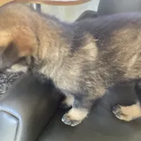 Shepa — Anubis Shep, a male Belgian Malinois and Siberian Husky for sale in Portland, OR – Photo 3 of 6