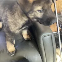 Shepa — Anubis Shep, a male Belgian Malinois and Siberian Husky for sale in Portland, OR – Photo 5 of 6