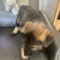 Shepa — Anubis Shep, a male Belgian Malinois and Siberian Husky for sale in Portland, OR – Photo 2 of 6