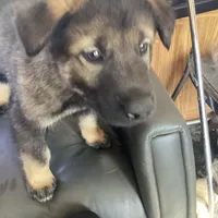 Shepa — Anubis Shep, a male Belgian Malinois and Siberian Husky for sale in Portland, OR – Photo 4 of 6
