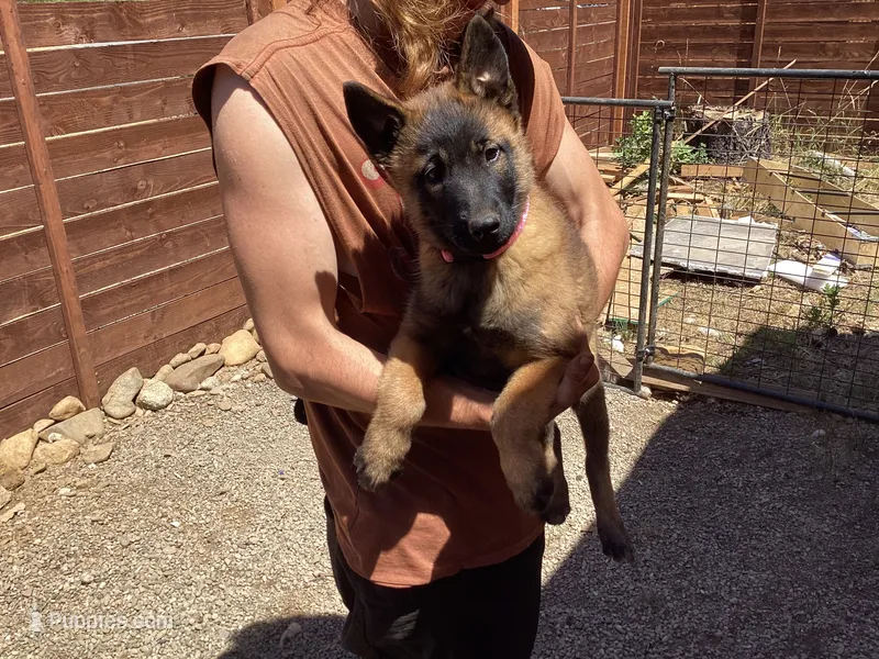 💕GIGI ❤️- Anubis Shepherd – Belgian Malinois, Siberian Husky puppy for sale in Portland, OR