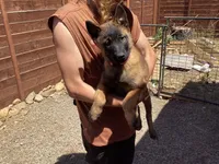💕GIGI ❤️- Anubis Shepherd, a female Belgian Malinois and Siberian Husky for sale in Portland, OR – 1 of 4