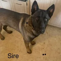 Little Bear - Anubis Shep, a male German Shepherd Dog and Siberian Husky for sale in Portland, OR – Photo 6 of 6