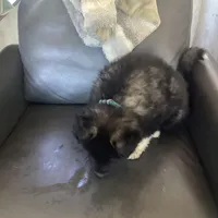 Little Bear - Anubis Shep, a male German Shepherd Dog and Siberian Husky for sale in Portland, OR – Photo 4 of 6