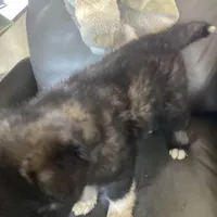 Little Bear - Anubis Shep, a male German Shepherd Dog and Siberian Husky for sale in Portland, OR – Photo 2 of 6