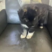 Little Bear - Anubis Shep, a male German Shepherd Dog and Siberian Husky for sale in Portland, OR – Photo 3 of 6