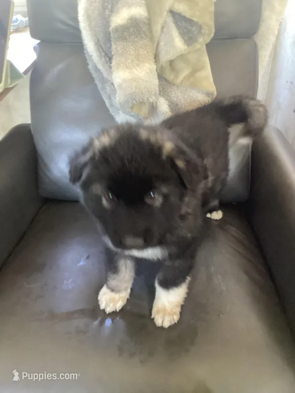 Little Bear - Anubis Shep, a male German Shepherd Dog and Siberian Husky for sale in Portland, OR – Photo 1 of 6