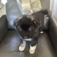 Little Bear - Anubis Shep, a male German Shepherd Dog and Siberian Husky for sale in Portland, OR – Photo 1 of 6