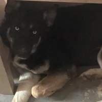 Little Bear - Anubis Shep, a male German Shepherd Dog and Siberian Husky for sale in Portland, OR – Photo 5 of 6