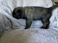 G Litter = Drakarra ❤️Centurion - Blue Collar - , a male Belgian Malinois and Siberian Husky for sale in Portland, OR – 2 of 2