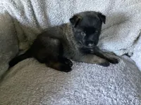 G Litter = Drakarra ❤️Centurion - Blue Collar - , a male Belgian Malinois and Siberian Husky for sale in Portland, OR – 1 of 2
