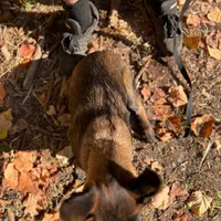 Big Red—  Anubis Shep-, a male German Shepherd Dog and Siberian Husky for sale in Portland, OR – Photo 7 of 8