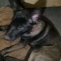 Big Red—  Anubis Shep-, a male German Shepherd Dog and Siberian Husky for sale in Portland, OR – Photo 6 of 8