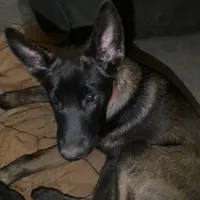 Big Red—  Anubis Shep-, a male German Shepherd Dog and Siberian Husky for sale in Portland, OR – Photo 5 of 8