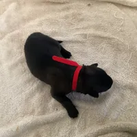 Big Red—  Anubis Shep-, a male German Shepherd Dog and Siberian Husky for sale in Portland, OR – Photo 2 of 8