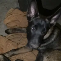 Big Red—  Anubis Shep-, a male German Shepherd Dog and Siberian Husky for sale in Portland, OR – Photo 1 of 8