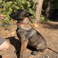 Big Red—  Anubis Shep-, a male German Shepherd Dog and Siberian Husky for sale in Portland, OR – Photo 8 of 8