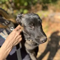 Golden boy - Anubis Shep, a male German Shepherd Dog and Siberian Husky for sale in Portland, OR – Photo 3 of 3