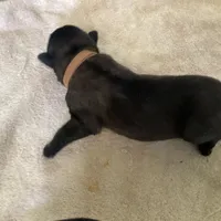 Golden boy - Anubis Shep, a male German Shepherd Dog and Siberian Husky for sale in Portland, OR – Photo 2 of 3