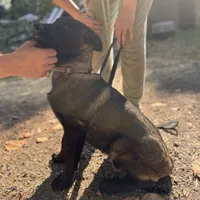 Golden boy - Anubis Shep, a male German Shepherd Dog and Siberian Husky for sale in Portland, OR – Photo 1 of 3