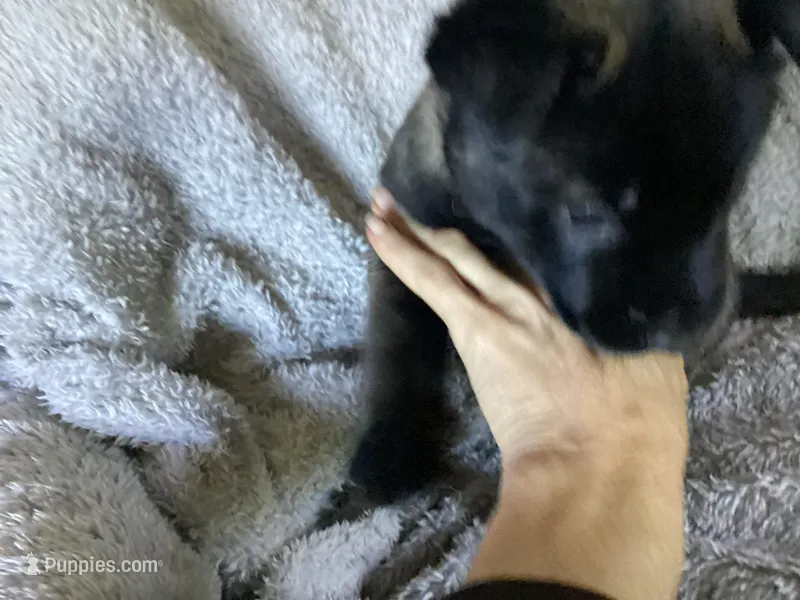 G Litter - Drakarra ❤️Centurion - Teal Collar  – German Shepherd Dog, Siberian Husky puppy for sale in Portland, OR
