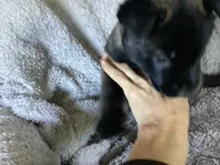 G Litter - Drakarra ❤️Centurion - Teal Collar , a male German Shepherd Dog and Siberian Husky for sale in Portland, OR – 1 of 2