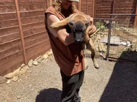 🕵️‍♂️G Man 😍 - DOUBLE 💙 Blue eyes, a male German Shepherd Dog and Siberian Husky for sale in Portland, OR – 1 of 2