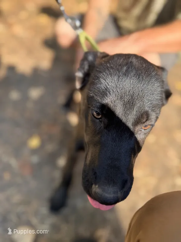 Green machine - Anubis Shep