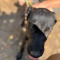 Green machine - Anubis Shep, a male German Shepherd Dog and Siberian Husky for sale in Portland, OR – Photo 1 of 5