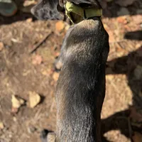 Green machine - Anubis Shep, a male German Shepherd Dog and Siberian Husky for sale in Portland, OR – Photo 2 of 5