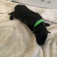 Green machine - Anubis Shep, a male German Shepherd Dog and Siberian Husky for sale in Portland, OR – Photo 3 of 5