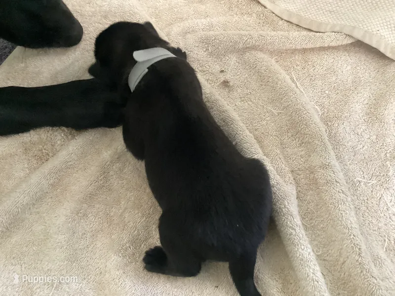 *NewInfo*SilverLdy-Anubis Shep