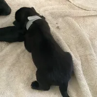 *NewInfo*SilverLdy-Anubis Shep, a female German Shepherd Dog and Siberian Husky for sale in Portland, OR – Photo 1 of 3