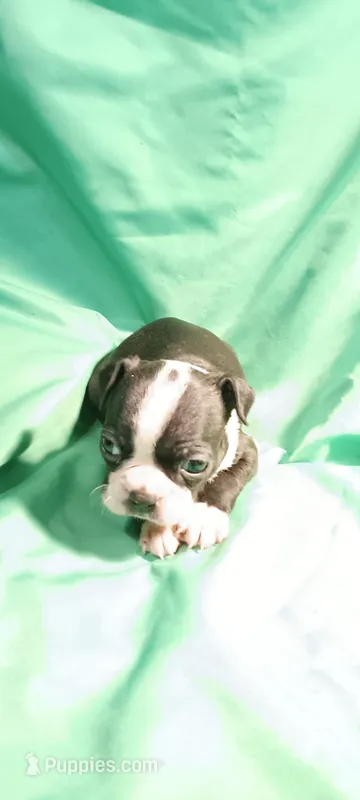 CKC Poppy, a female Boston Terrier for sale in Avon Park, FL – 1 of 5