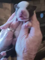 AKC KELSON   male, a  Boston Terrier for sale in Avon Park, FL – 3 of 6
