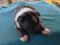 AKC Pugsley, a male Boston Terrier for sale in Avon Park, FL – 3 of 5