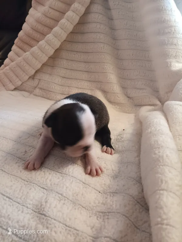AKC BUDDY MALE – Boston Terrier puppy for sale in Avon Park, FL
