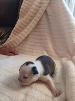 AKC Hadsel  Male, a male Boston Terrier for sale in Avon Park, FL – 5 of 8