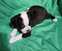 CKC Peggy, a female Boston Terrier for sale in Avon Park, FL – 6 of 6