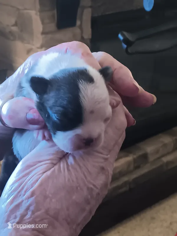 AKC Harry  Male – Boston Terrier puppy for sale in Avon Park, FL
